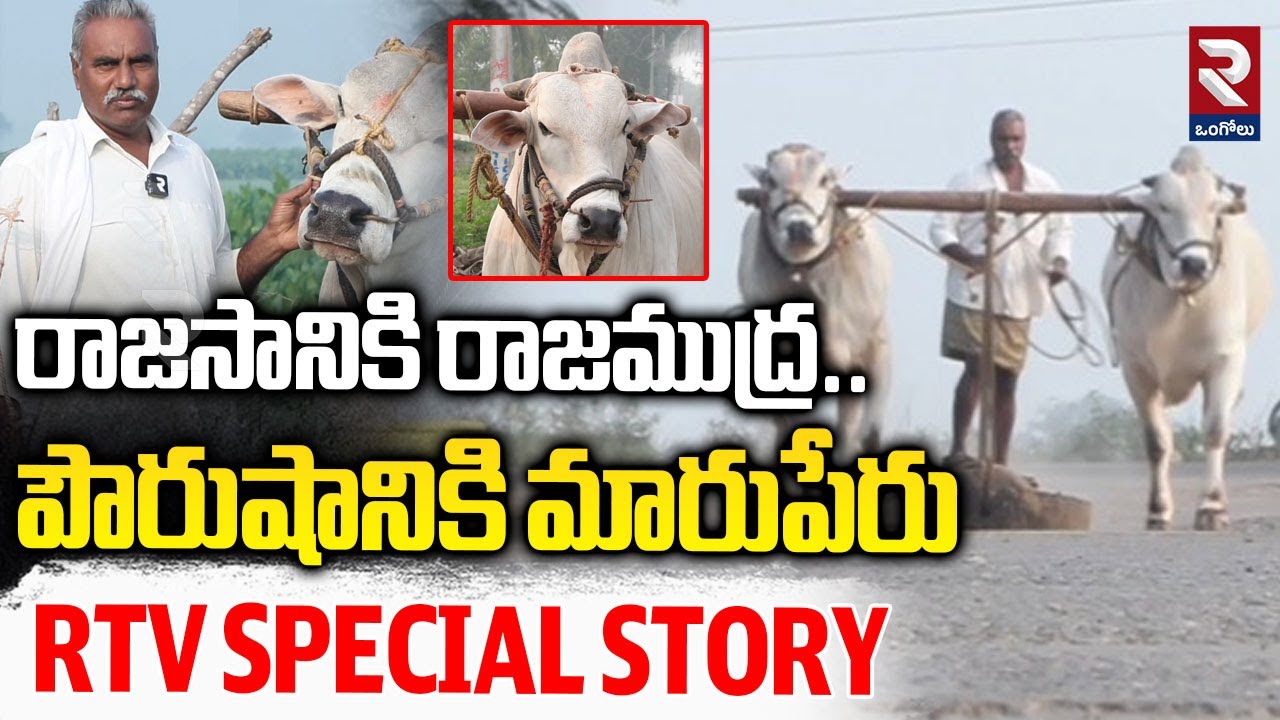 రాజసానికి రాజముద్ర.. పౌరుషానికి మారుపేరు.. | Special Story On Ongole Bulls | RTV ONGOLE