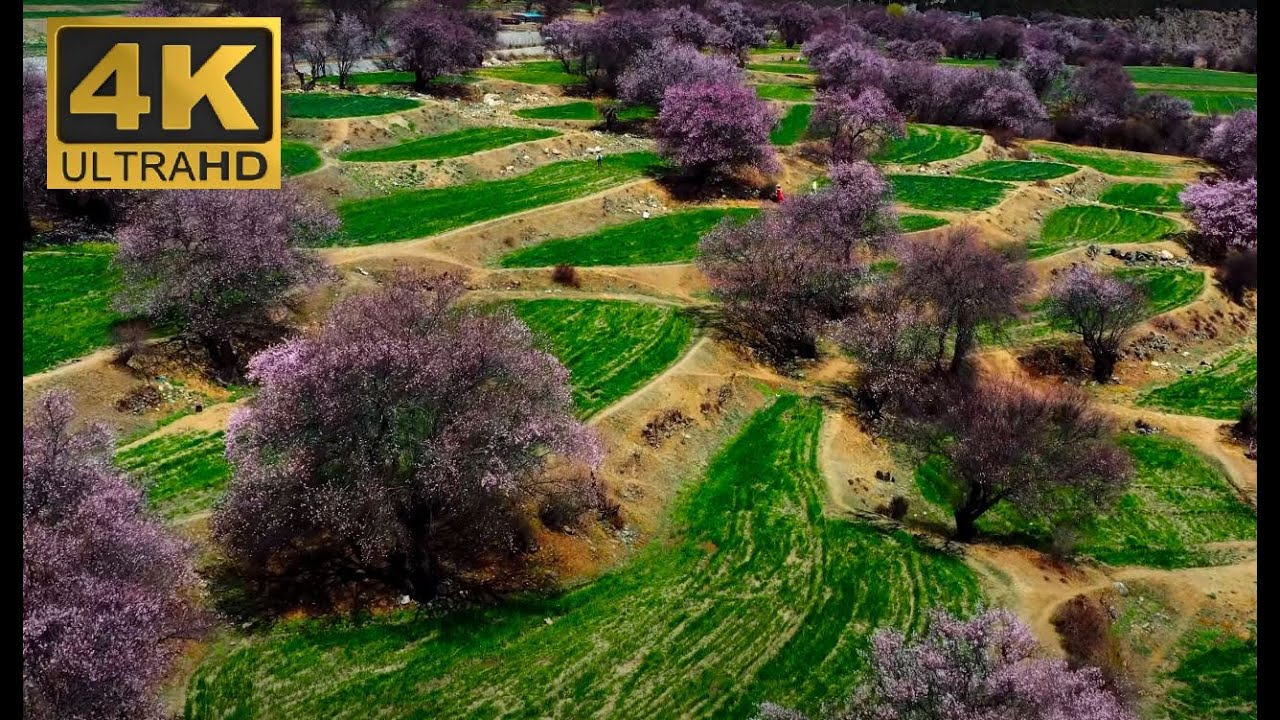 Tibet 4K Nyingchi Valley:   Peach Blossom Village