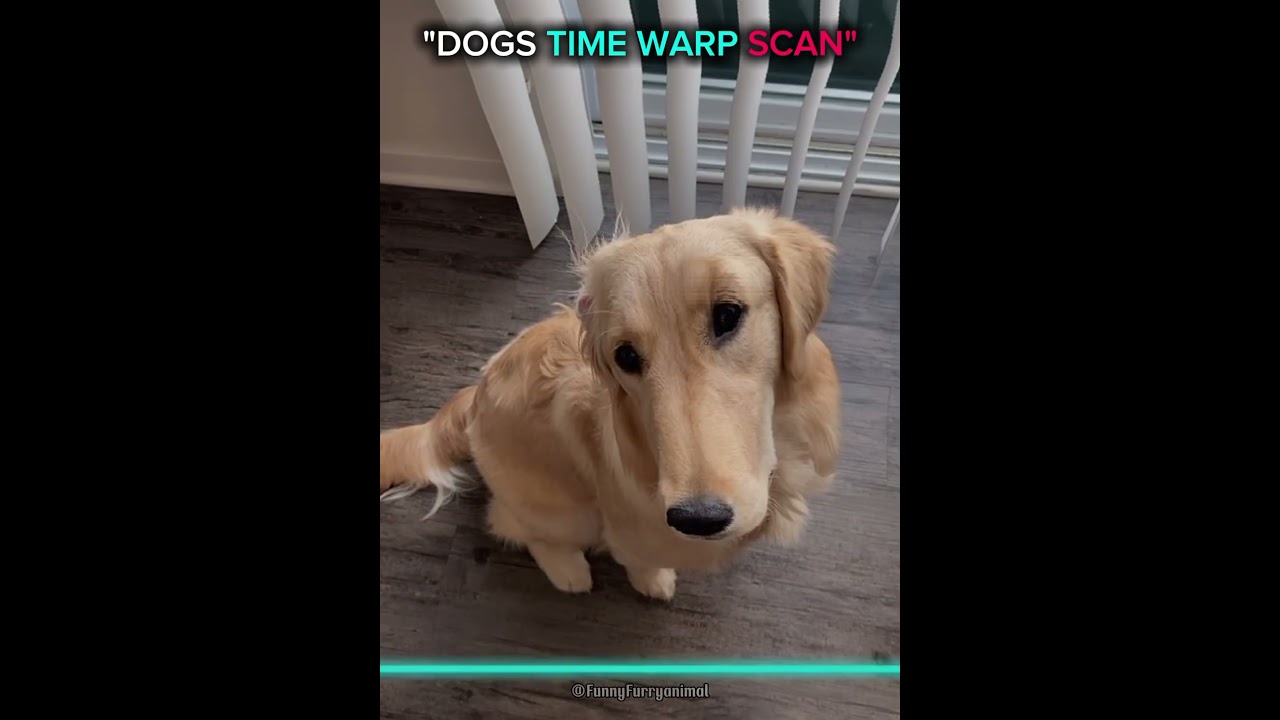 dogs time warp scan and Cats☠️