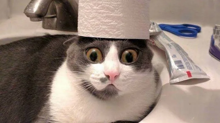 Video 1754311: pets funnycats dogs animals, amazing pets animals, baby animals pets, cutest pets, funny cat