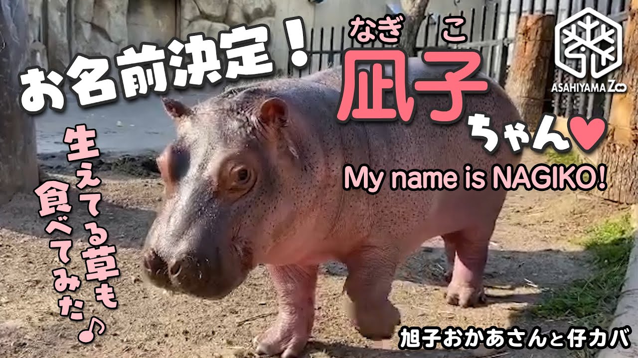 旭山動物園 お名前決定 凪子 なぎこ ちゃん Asahiyama Zoo Baby Hippo S Name Is Announced My Name Is Nagiko Youtube