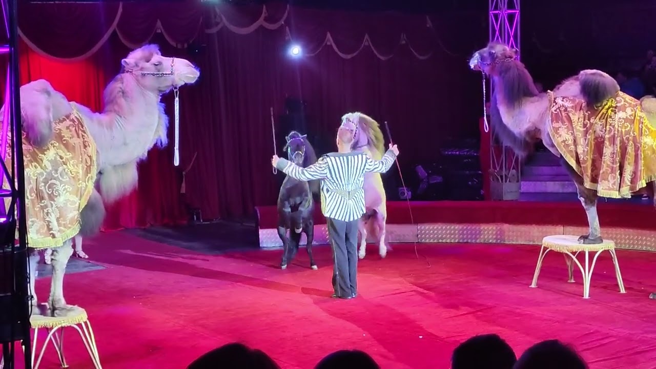 В мире животных в цирке