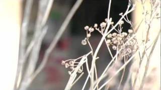 Wsf - The Graffiti Graveyard