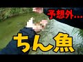 変な魚いっぱい釣れたンゴwww
