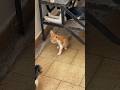 CATkada #lefkada #catshorts #shorts #kitten #cat