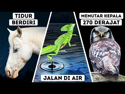 Video: Haruskah kuda ditunggangi?