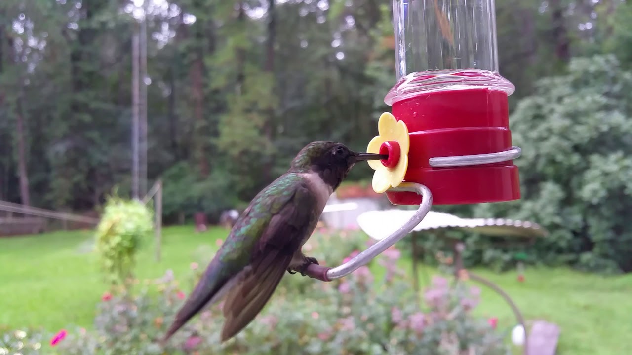 camera iphone 8 plus apk Hummingbird Breakfast 08-09-17