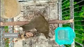 Download lagu merbah belukar yang banyak di pelihara untuk masteran