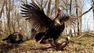 20 Gobblers in 20 Minutes! (ULTIMATE Turkey Hunting Compilation)