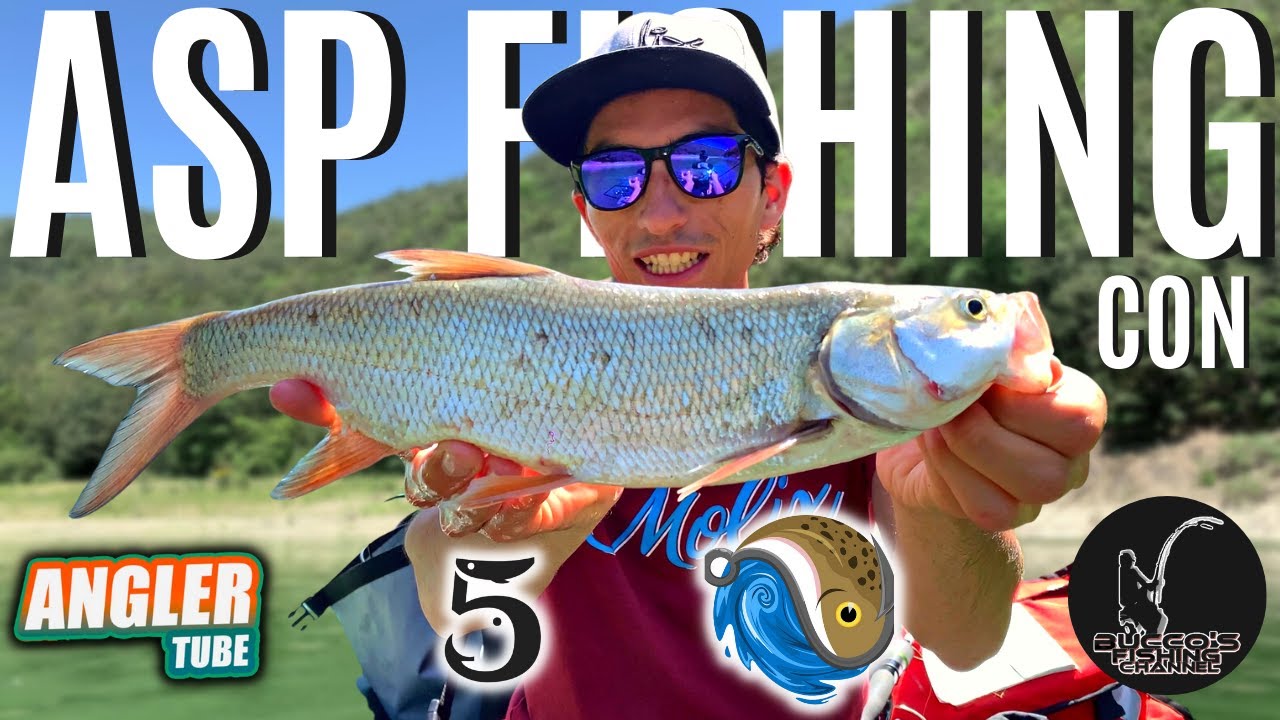 ASP FISHING con gli YOUTUBERS! Spinning all'aspio dal Belly Boat (4k)