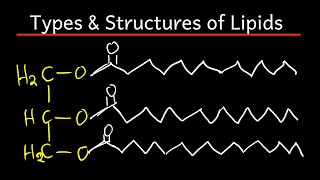 Lipids types  and structures explained