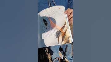 Revenge on Studysync