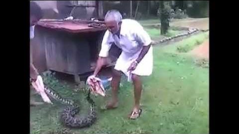 Man catching python with bare hands