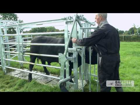 Video: Spektakulær Bluehead Scoop