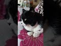 I'm a good Cat😂