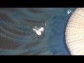 ギンカクラゲを食べるアオミノウミウシ - Blue sea slug eating blue button Jelly