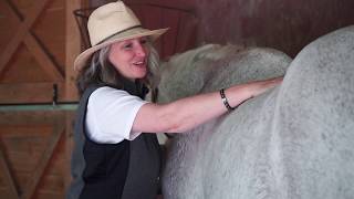 Inside the Northwest School of Animal Massage