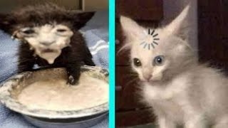 CAT MEMES COMPILATION V01