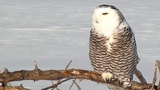 Mississippi River Flyway Cam. Snowy Owl on the branch - explore.org 02-27-2022