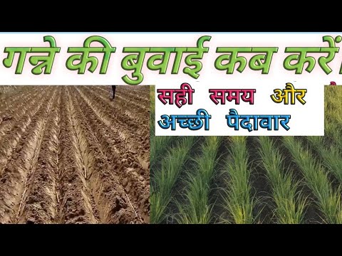 गन्ने की बुवाई का सही समय कौन सा है।What is the exact time of sowing of spring cane sowing.