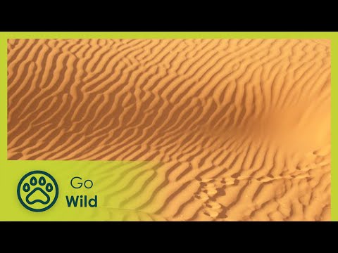 Mystery of the Fairy Circles - Go Wild