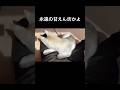 永遠の甘えん坊系シベリアンハスキー #shorts