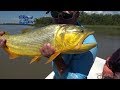 Pesca de dorados en La Paz - Junto a Iván Pillud