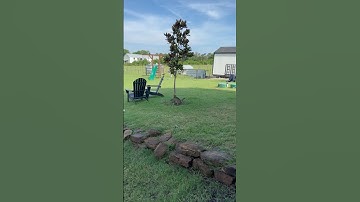 Mockingbird taunts cat close call #cat #birdattack #bird