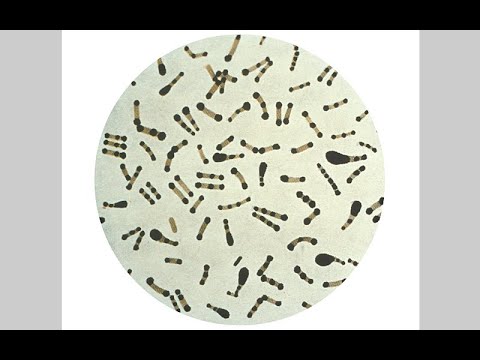 Difteroidni bacili – difteroidi (Corynebacterium)