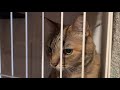 捕えられた猫