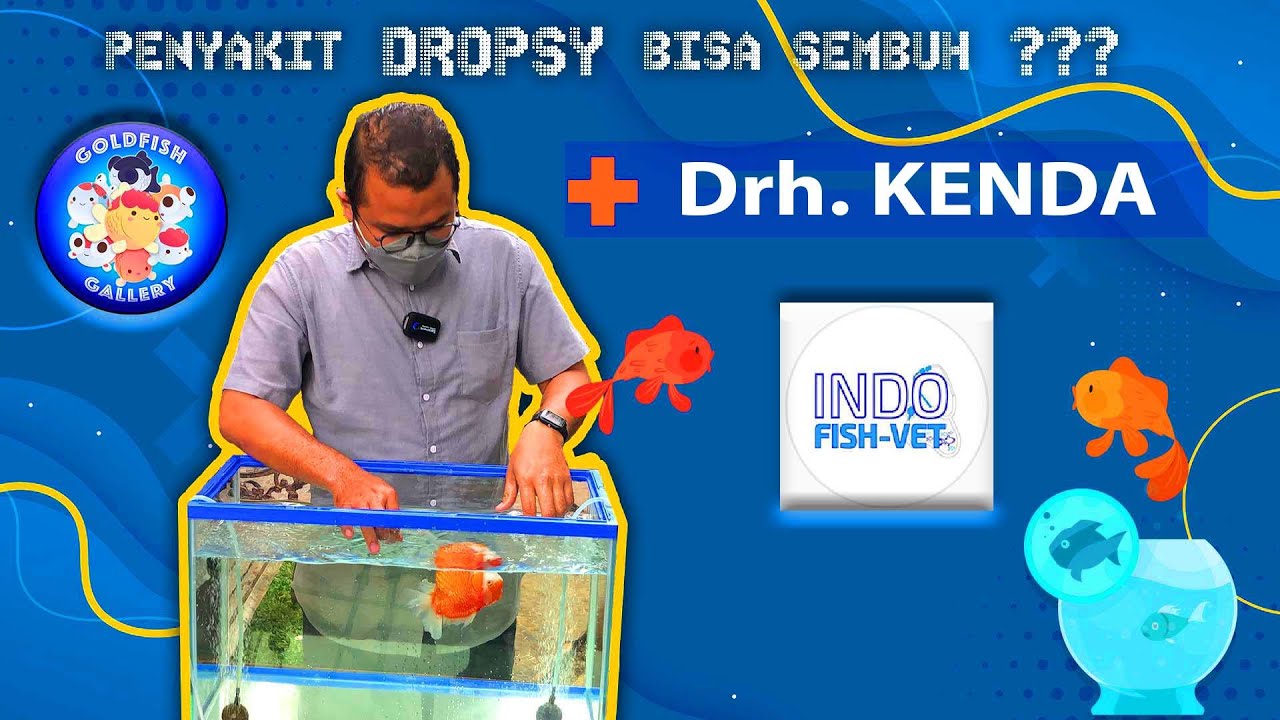 Penyakit IKAN DROPSY bisa sembuh ngak sich DOK???