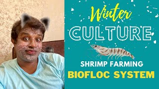 Vannamei Shrimp Farming in Biofloc System 25 Days of Culture - Winter Season Culture 2022