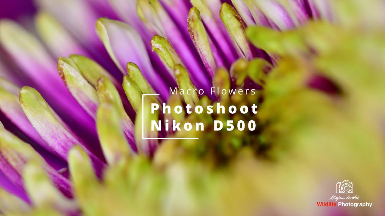 nikon 105mm 2.8 macro lens