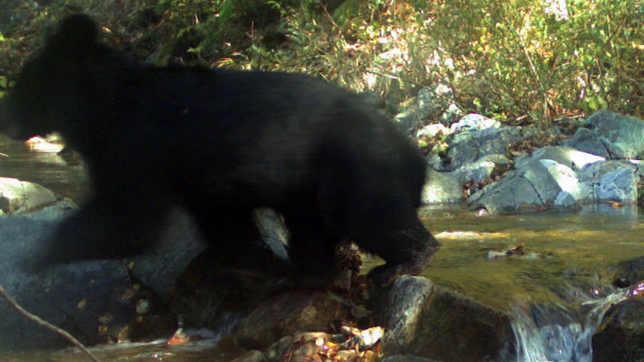 Rare Asiatic black bear discovered in Korean DMZ