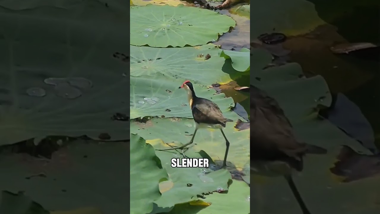 Ever Seen a BIRD Walk on Water? 