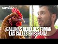 El insólito caso de la invasión de gallinas en España 😂🇪🇸 | Historia real