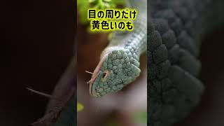 ブルードラゴン！意外とひょうきん？ #爬虫類 #reptiles #shorts #アブロニア #ふじぴこ