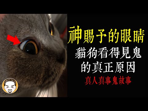 【老王說】貓狗看得見鬼的真正原因 | 真人真事-鬼故事