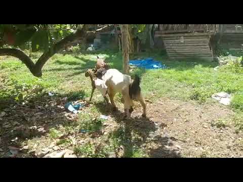 Kambing kawin,etawa vs kambing kampung (goats making love),animal making love