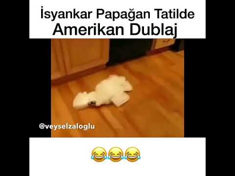 İsyankar papağan tatilde (AMERİKAN DUBLAJ)( ABONE OLANA ABONE OLURUM)