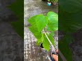 গাছ ঝোপালো করতে চাইলে যা করবেন। #gardening #garden #plants
