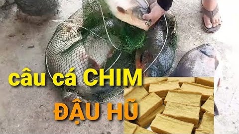 ĐẬU HŨ mồi câu cá CHIM sát thủ. HỘI CÂU CÁ BÌNH DƯƠNG