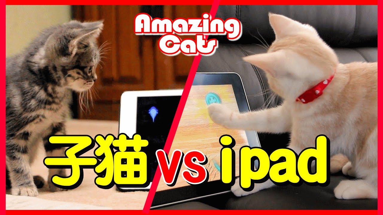 啟動失落的能量之源 子猫とipad「猫じゃらしアプリ」を起動したら反応しまくり【アメキャッツ ココ＆スズ】