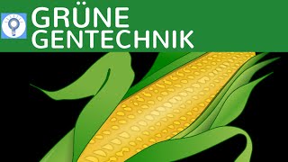 Grune Gentechnik Transgene Pflanzen Transgene Tiere Einfach Erklart Beispiele Gentechnologie Youtube