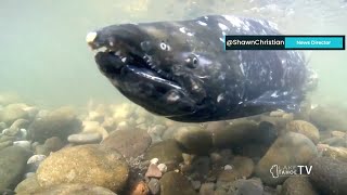 Chinook salmon fishing is officially returning to California