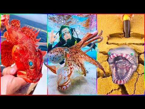 Deep Sea Monster Fishing: Catching Seafood, Shark, and Fish | ASMR Relaxing #2