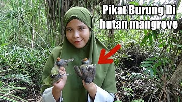 MIKAT KOLIBRI DI HUTAN MANGROVE❗❓ | KONIN | SUARA PIKAT AMPUH