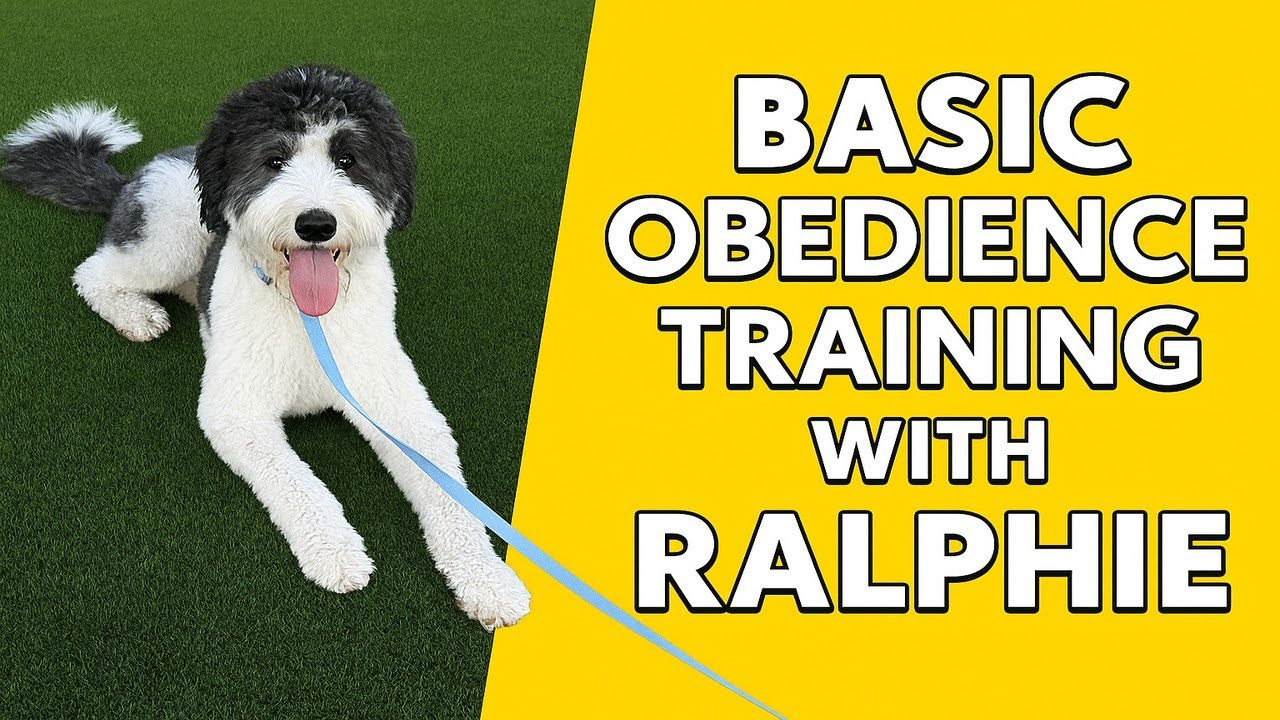Dog Obedience Training That Works | Ralphie’s Progress | 4K