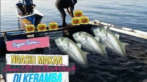 Budidaya Ikan Bubara dalam Keramba