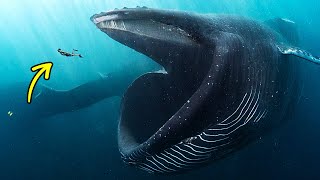 Survivriez-vous si une baleine géante vous avalait?